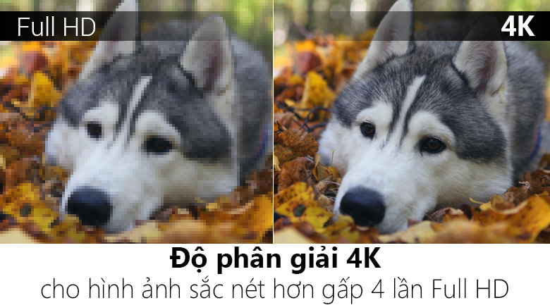 Smart Tivi TCL 4K 49 inch L49Z2