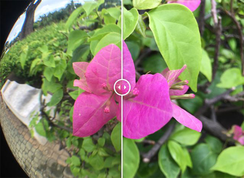 lens mắt cá