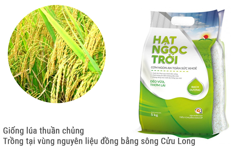 Gạo Hạt Ngọc Trời Bạch Dương 5kg