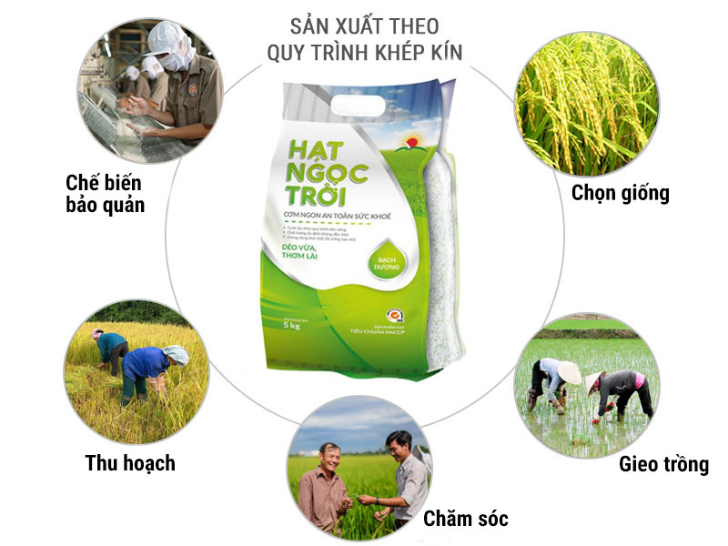 Gạo Hạt Ngọc Trời Bạch Dương 5kg