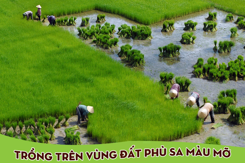 Gạo Thiên Kim đặc sản Tây Đô 5kg