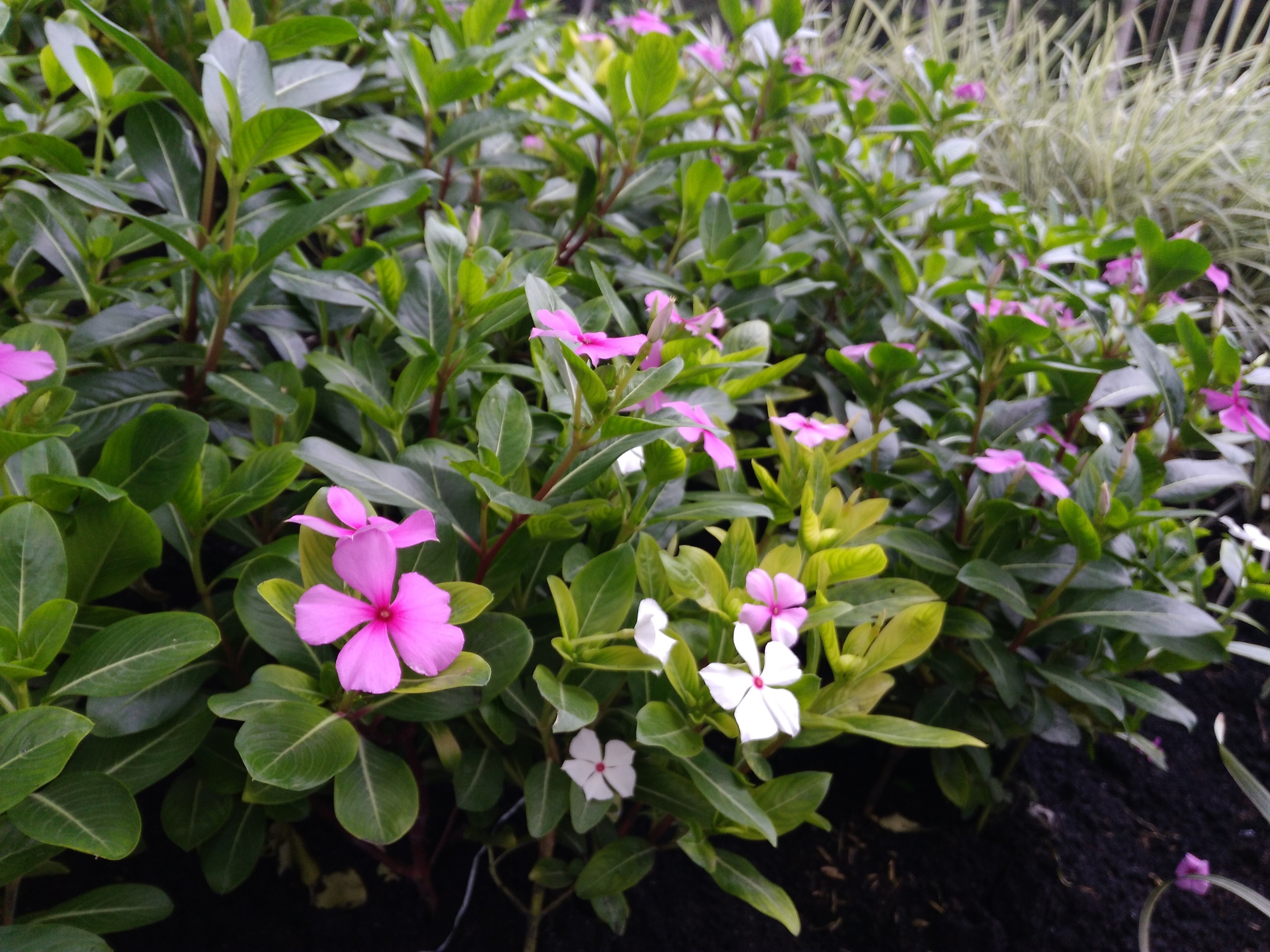 So sánh chi tiết Máy tính bảng Huawei MediaPad T2 7 Pro với Huawei ...