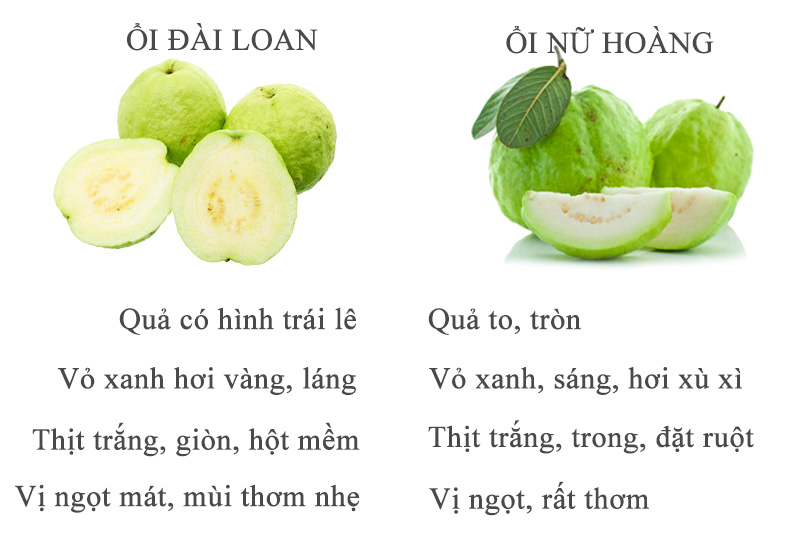 so sánh ổi đài loan