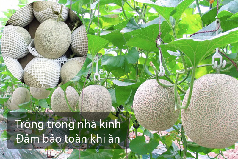 dưa giống nhật