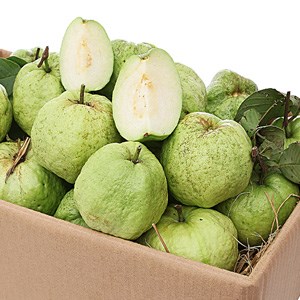 Ổi nữ hoàng