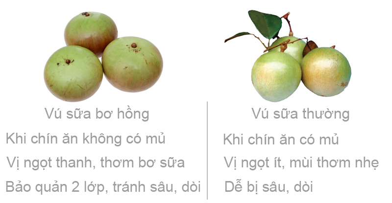 Vú sữa bơ hồng