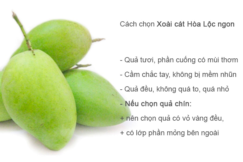 Xoài Cát Hòa Lộc