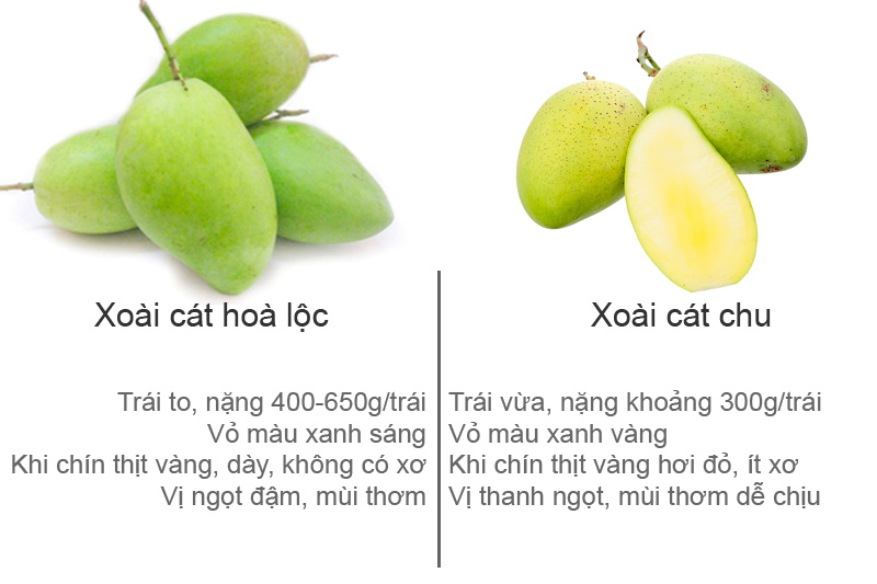 Xoài Cát Hòa Lộc