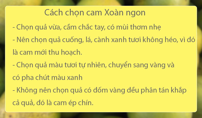 Cam Xoàn (Khoảng 6 - 8 trái/kg)