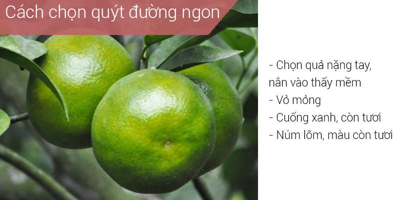 Quýt đường ngon có vỏ mỏng, cầm nặng tay, cuống xanh và tươi