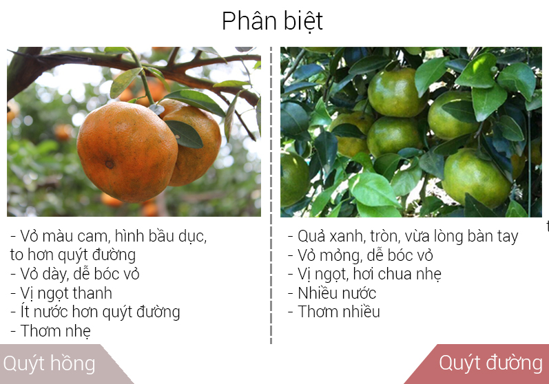 Phân biệt Quýt đường và Quýt hồng dựa vào màu của vỏ, hương vị và mùi thơm