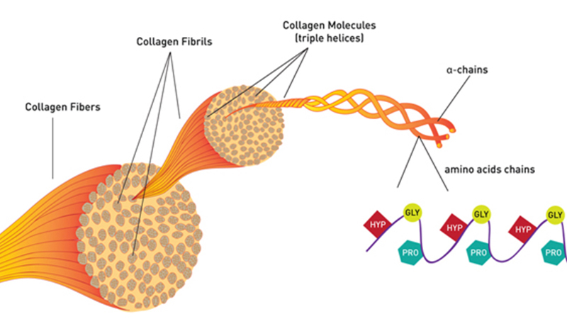 Collagen là gì? Tác dụng của collagen và cách bổ sung collagen cho cơ thể
