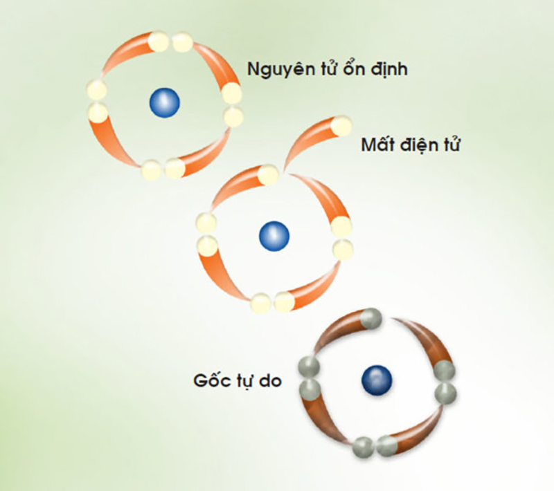 Gốc tự do là gì? Và chúng có tác hại thế nào đến làn da, sức khoẻ của bạn