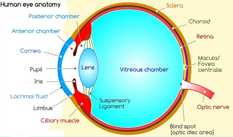 Hyaluronic Acid là gì?