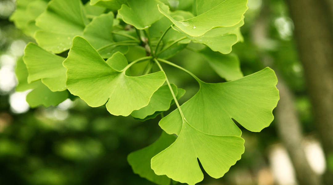 Cây bạch quả – Ginkgo Biloba