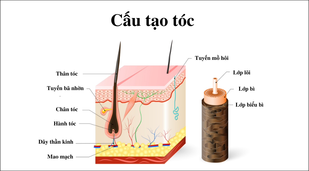 Cấu tạo tóc Cấu tạo tóc