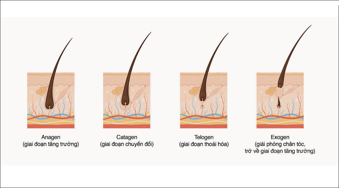 Chu trình phát triển của tóc Chu trình phát triển của tóc