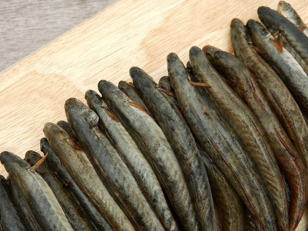 Cá kèo 500g (20 - 23 con) 15