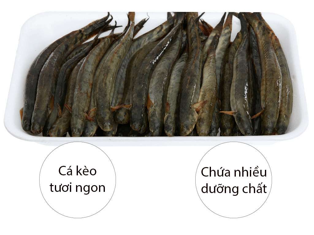 Chi tiết nhiều hơn 100 hình nền cá mới nhất  thtantai2eduvn