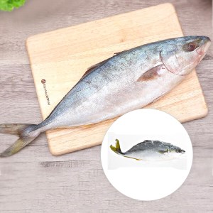 Cá cam nguyên con đông lạnh 700g - 900g