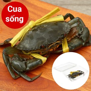 Cua thịt Cà Mau 1 con (230g - 280g)