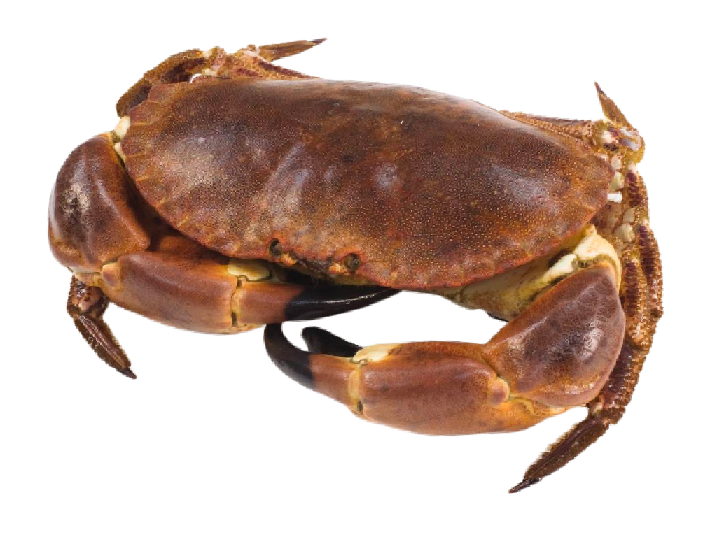 Cua nâu 0.8kg - 1kg 3
