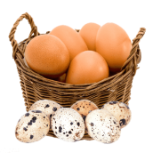 Trứng gà, vịt, cút