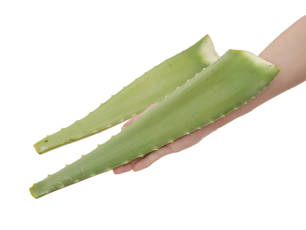 Nha đam túi 500g (1-2 tổ) 8