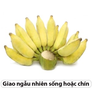 Chuối sứ nải từ 1.5kg trở lên (Giao ngẫu nhiên sống hoặc chín)