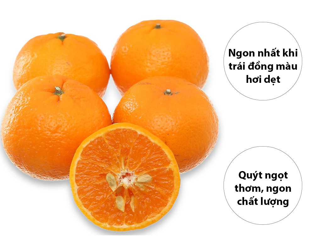 Quýt giống Úc 1kg (5 - 9 trái) 1