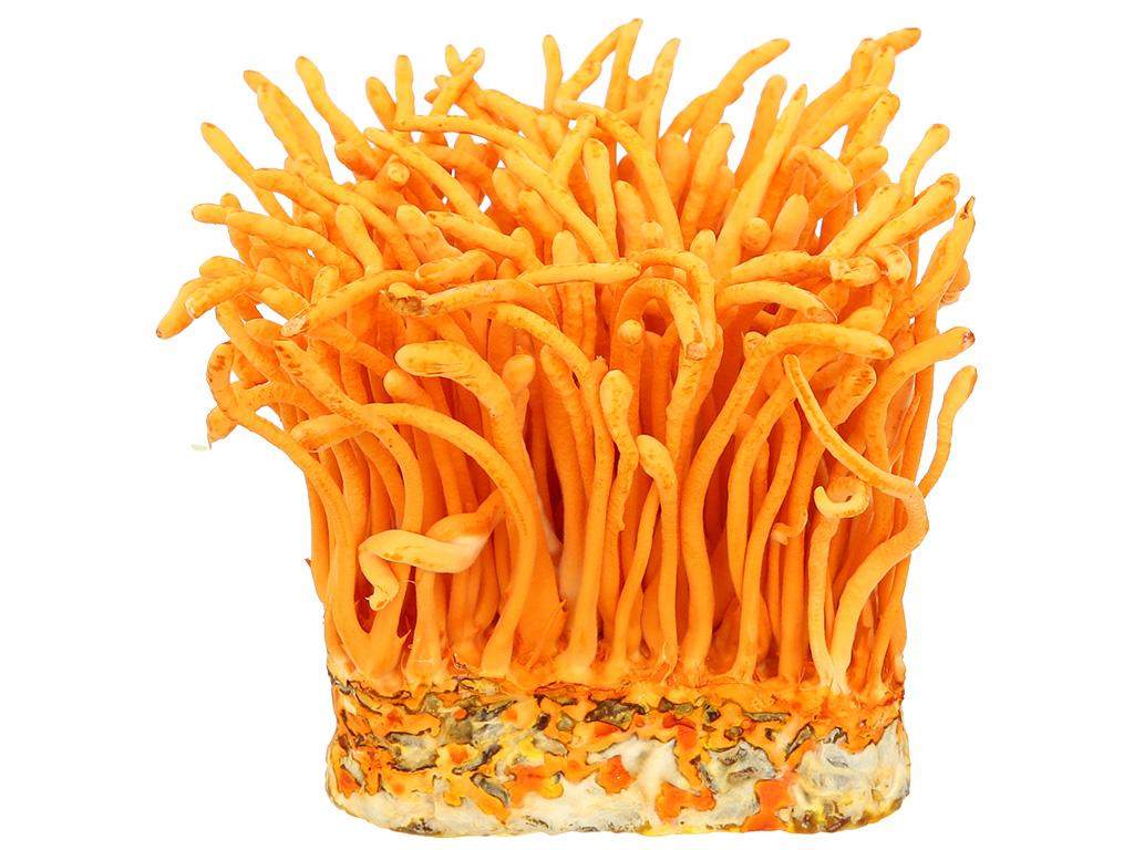 Nấm đông trùng hạ thảo hộp 150g 4
