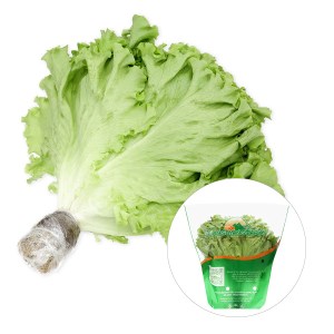 Xà lách lô lô xanh thuỷ canh từ 200g