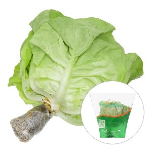 Xà lách búp mỡ thuỷ canh từ 200g