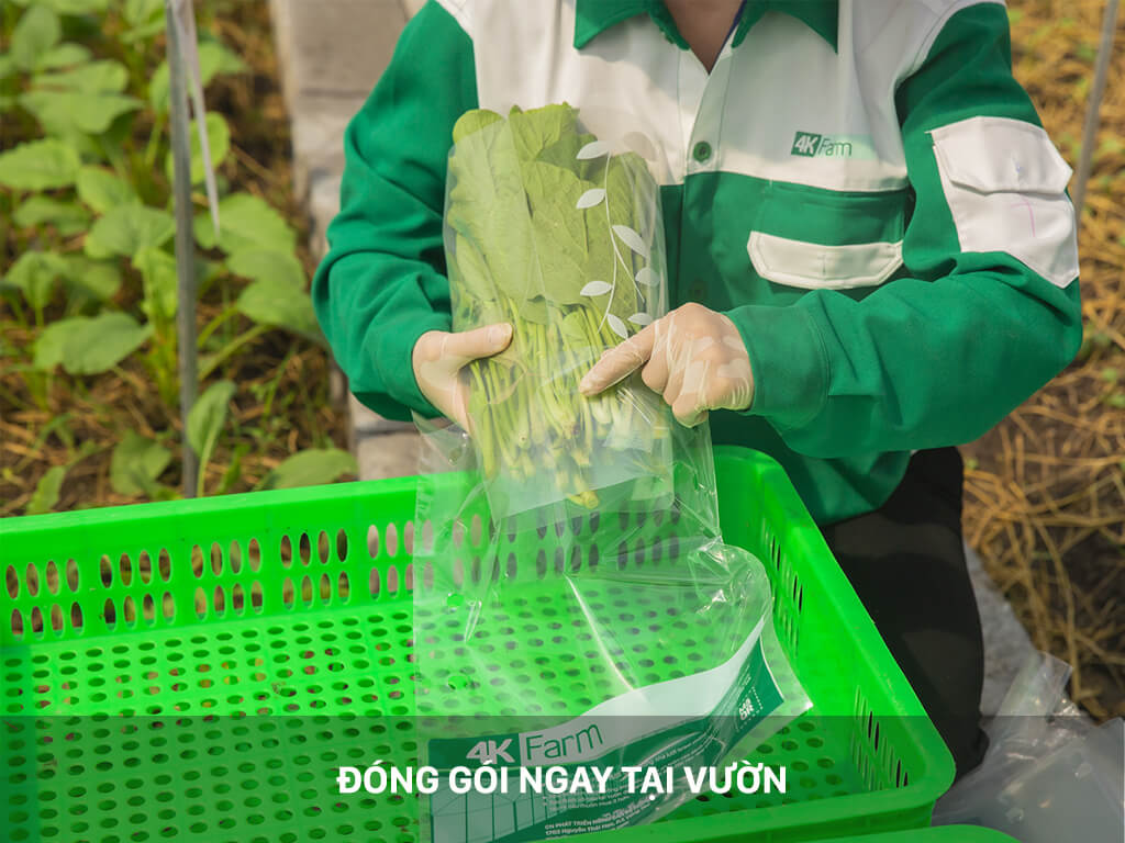 Rau sạch 4KFarm