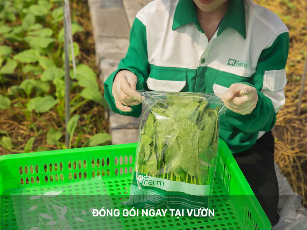 Rau sạch 4KFarm