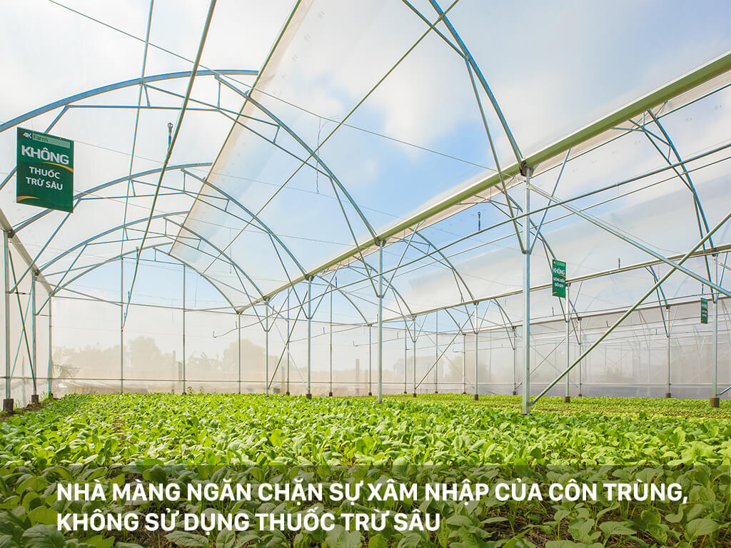 Rau sạch 4KFarm
