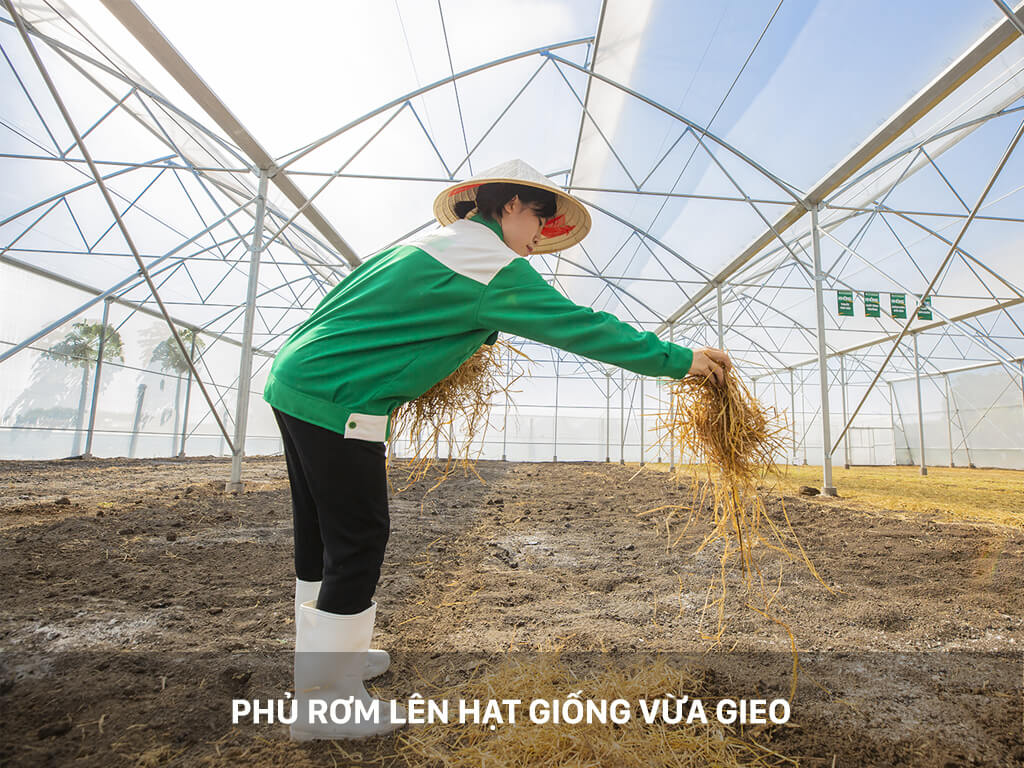 Rau sạch 4KFarm