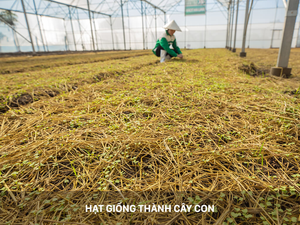 Rau sạch 4KFarm