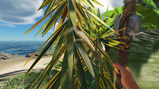 Đốn cây Yucca để lấy Fibrous leaves