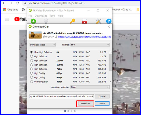 Nhấn Download để tải video 4K