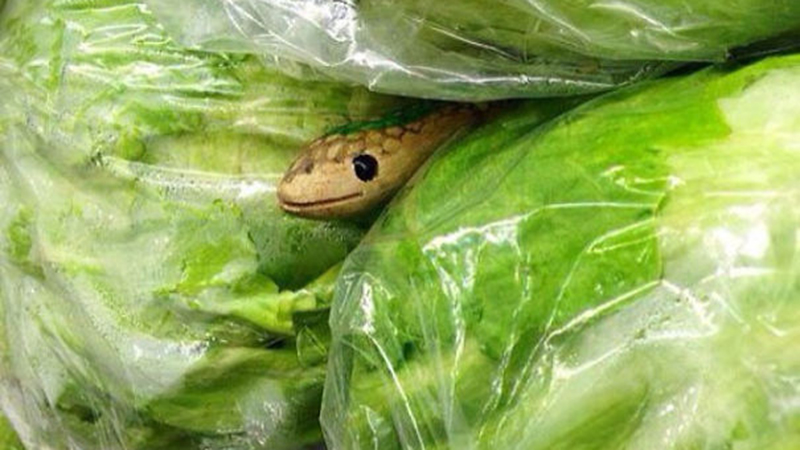 Trò đùa thú vị