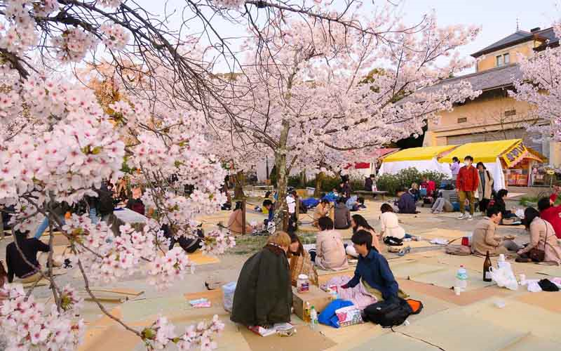 Lễ hội Hanami