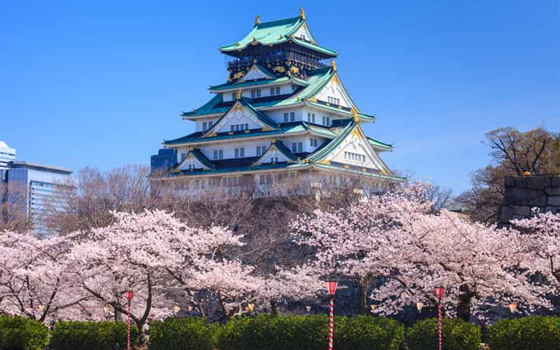 Hoa anh đào ở Lâu đài Osaka
