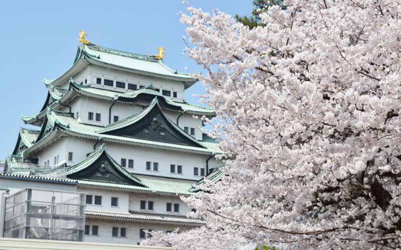 Hoa anh đào ở Lâu đài Nagoya