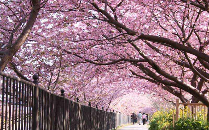 Hoa anh đào ở Sendai - Công viên Nishi