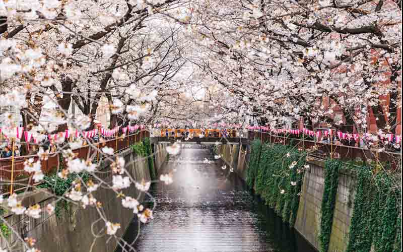 Hoa anh đào ở Sông Meguro