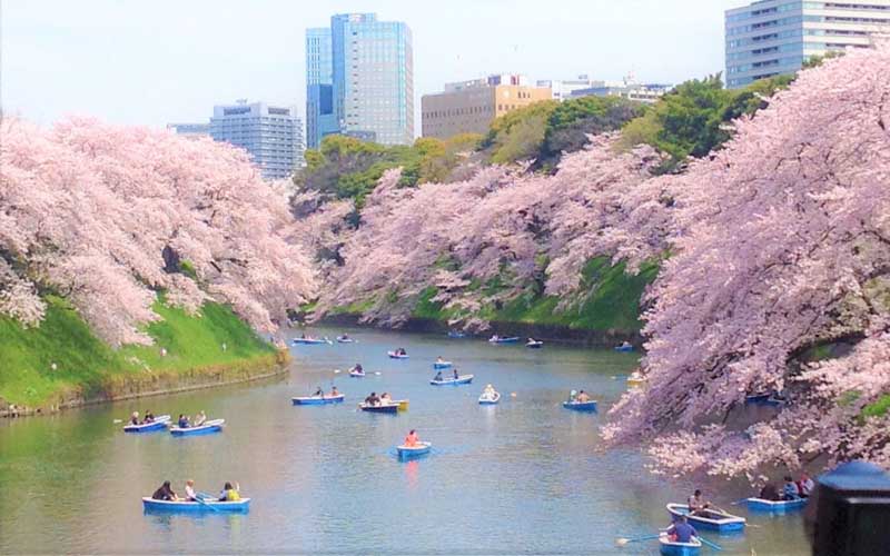 Hoa anh đào ở Công viên Chidorigafuchi