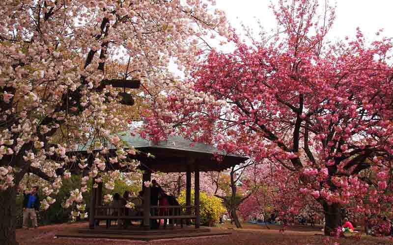 Hoa anh đào ở Vườn quốc gia Shinjuku Gyoen