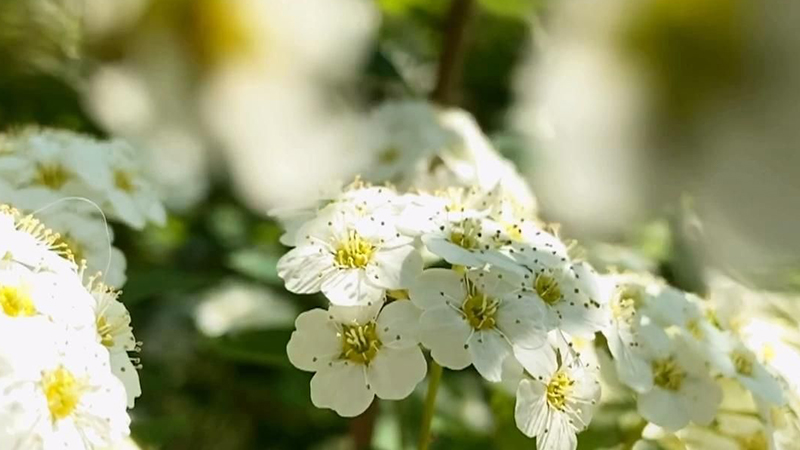 Chi tiết 71+ về hình nền hoa đẹp nhất thế giới mới nhất - cdgdbentre.edu.vn