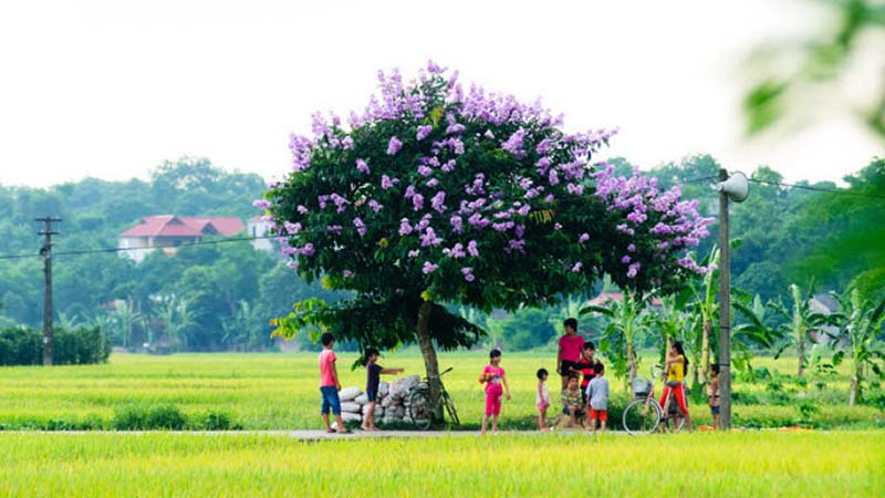 Cây cối phát triển xanh tươi